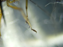 Clinohelea bimaculata