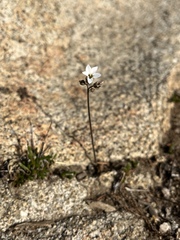 Jepsonia parryi