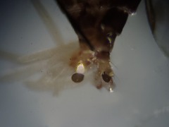 Clinohelea bimaculata