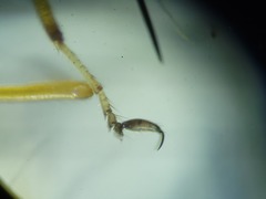 Clinohelea bimaculata