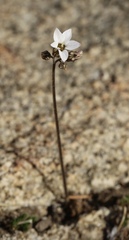 Jepsonia parryi