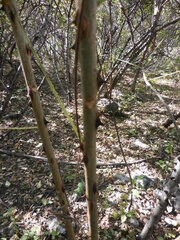 Zanthoxylum clava-herculis