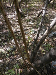 Zanthoxylum clava-herculis