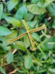 Dactyloctenium aegyptium