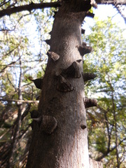 Zanthoxylum clava-herculis