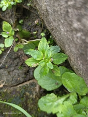Stemodia verticillata