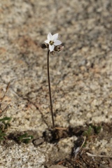 Jepsonia parryi