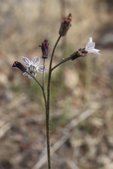 Jepsonia parryi