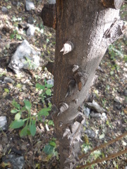 Zanthoxylum clava-herculis