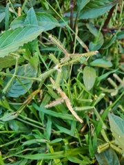 Dactyloctenium aegyptium