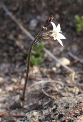 Jepsonia parryi