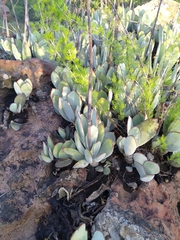 Cotyledon orbiculata