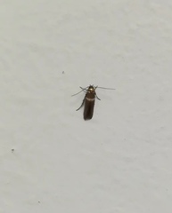 Lepidoptera