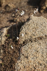 Jepsonia parryi
