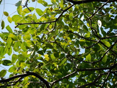 Zanthoxylum clava-herculis