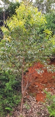 Eucalyptus botryoides