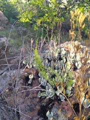 Cotyledon orbiculata