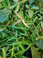 Dactyloctenium aegyptium