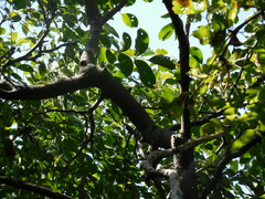 Zanthoxylum clava-herculis