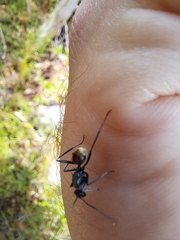 Polyrhachis brisbanensis