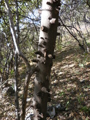 Zanthoxylum clava-herculis