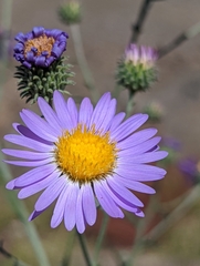 Dieteria asteroides var. asteroides