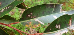 Eucalyptus botryoides