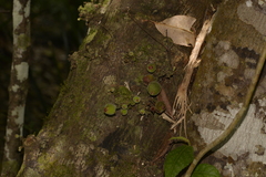 Ficus coronata