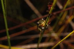 Litoria cooloolensis