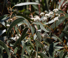 Eucalyptus sieberi