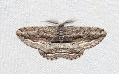 Scioglyptis canescaria