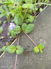 Bonnaya ruelloides