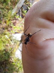 Polyrhachis brisbanensis