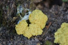 Fuligo septica