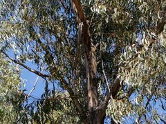 Eucalyptus sieberi