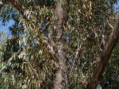 Eucalyptus sieberi