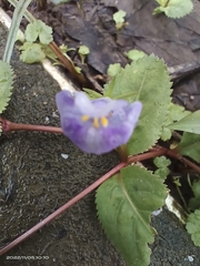Bonnaya ruelloides