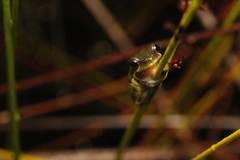 Litoria cooloolensis