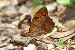 Heteronympha mirifica