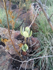Cotyledon orbiculata