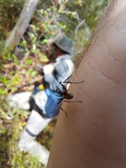 Polyrhachis brisbanensis