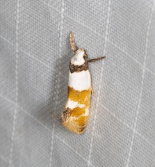 Crepidosceles glycydora