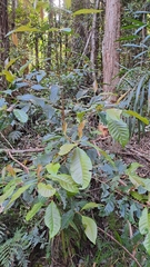 Quintinia sieberi