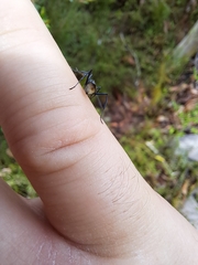 Polyrhachis brisbanensis