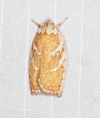 Euchaetis rhizobola