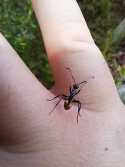Polyrhachis brisbanensis