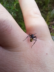 Polyrhachis brisbanensis