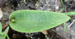 Glossodia major