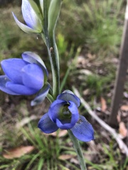 Thelymitra grandiflora