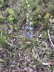 Thelymitra grandiflora